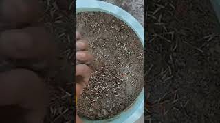 Marigold seeds propagation flowers gardenplants marigold [upl. by Eeslehc164]