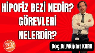 Hipofiz Bezi Nedir Görevleri Nelerdir [upl. by Waers]