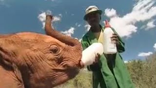 Baby Elephants Need Blanket to be Fed  BBC Studios [upl. by Aivilo398]