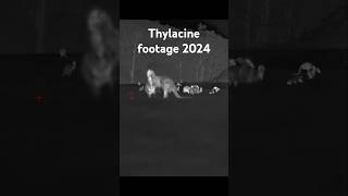 Thylacine Footage 2024 tasmaniantiger thylacine wildlife extinctionisnotforever ambiguousworld [upl. by Naraa]