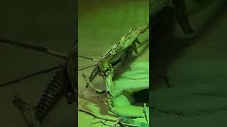 Leptiens spinytailed lizardUromastyxDesertWildlife Conservationcolour full 🦎 [upl. by Akcebar]