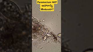 Paramecium collecting food under microscope l stagnant water l algae [upl. by Zebulen]