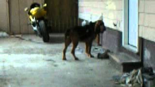 Human Scent Dogs Tracking Joshua Wade [upl. by Lav]