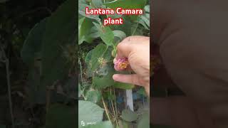 Beautiful Lantana camara plant ☘️ gardening lantana plants garden nature [upl. by Hemingway]