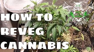 How to Reveg Cannabis After Harvest  Revegging Your Cannabis Plant Tutorial [upl. by Aemat]