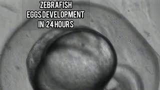 ZEBRAFISH EGG DEVELOPMENT  FIRST 24 HOUR  UNDER MICROSCOPE  ZEBRA DANIOS EGSS [upl. by Edouard893]