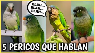 5 PERICOS HABLANDO ¡Los MEJORES  Pericos verdes que hablan [upl. by Mahla485]