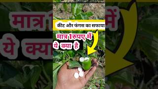 फसलों में कपूर का जादू agriculture agriculturefarming shortsviral [upl. by Alcine]