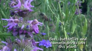 Horsemint Brings Butterflies Hummingbirds amp Bees to Your Garden  Texas Wildlife Diversity Program [upl. by Eirelam365]