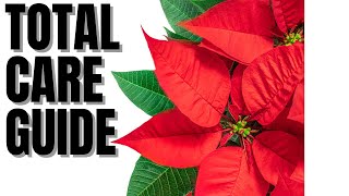 Poinsettia Growing Secrets To Keep It Coming Back Year After Year [upl. by Ferguson]