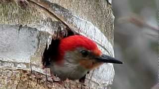 Redbellied Woodpecker calling mate [upl. by Deer]