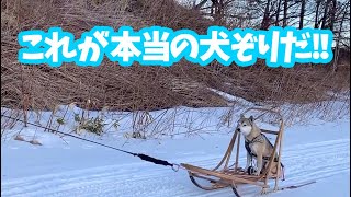 【雑種犬むぎの犬ぞり体験🐕🛷】初めての犬ぞりをソツなくこなす犬🐾これがホントの犬ぞりだ❗️2020年1月〜Dog riding a dog sled〜 [upl. by Olegnad]