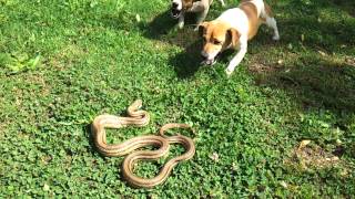 Jack Russell vs snake [upl. by Assilla266]