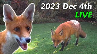 Foxes Live  2023 December 4th [upl. by Gnaw437]