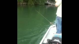 Boone Lake Tennessee Fishing [upl. by Comethuauc]