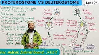 protostomia and deuterostomia  series protostomia and deuterostomia class 11 [upl. by Enuj299]