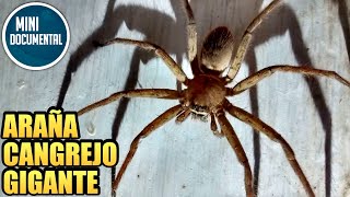 Araña cangrejo gigante mini documental Heteropoda venatoria [upl. by Atinoj]