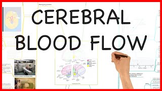 CEREBRAL BLOOD FLOW PHYSIOLOGY SERIES [upl. by Ybba]