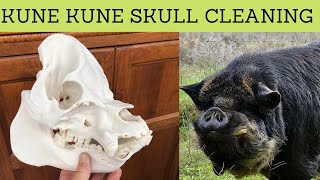 KUNE KUNE PIG SKULL CLEANING [upl. by Etyam]