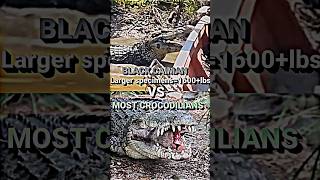 Black Caiman VS ALL Crocodilians crocodile blackcaiman animals nature trending shorts trend [upl. by Nylimaj]