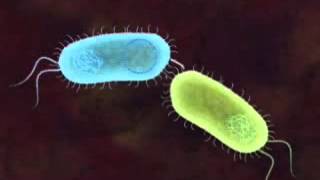 Bacterial Conjugation [upl. by Mariam]