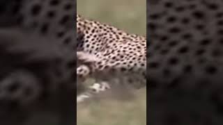 Cheetal kill deer shortstrending viralvideo animals [upl. by Oiramed]