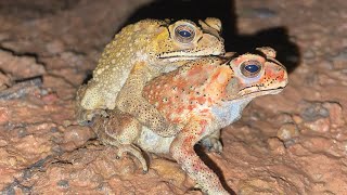 Male and Female Frogs Hug want to Mating 🐸😱 [upl. by Oznecniv]