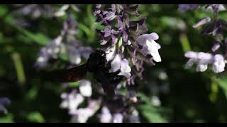 Xylocopa violacea  Bumblebee slow mo [upl. by Akitahs]