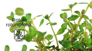 Rotala rotundifolia [upl. by Annah]