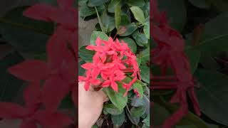 Beautiful plant Ixora [upl. by Mel44]