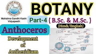 Reproduction in Anthoceros BSc 1st year Botany Bryophyta  Development of Antheridium  Anthoceros [upl. by Katleen]