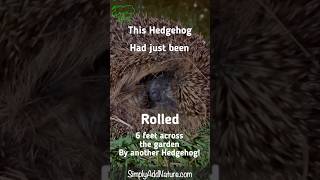 Hedgehog After Being Rolled 6 feet shorts [upl. by Hluchy890]