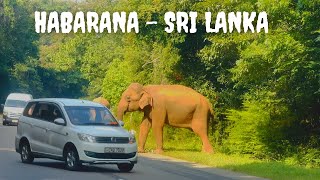 Wild Elephants walking along the Habarana Trincomalee Road  Wild Tuskers  Wild Elephants Habarana [upl. by Gnaht]