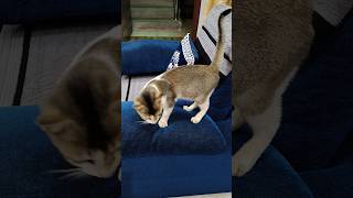 Chuppa chuppi khela korche 🫣 comedy funny catlover petcomedy [upl. by Ranitta218]