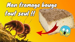 Des Acariens dans mon Fromage  😱😱  fromage qui bouge [upl. by Darahs345]