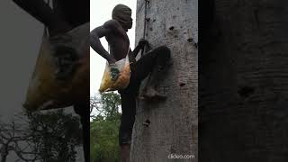 World Hardest Tree Climbing [upl. by Nwahsat]