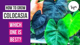 How to grow Colocasia  which one is best [upl. by Aihsetal261]