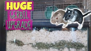 HUGE GERBIL CAGE UPGRADE  40 Gallon  Tank Topper [upl. by Ericksen]