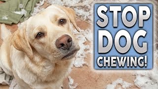 Dog starts house fire by chewing on battery [upl. by Eveiveneg38]