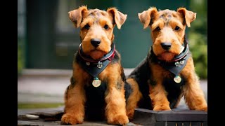 Airedale Terrier 101  A Comprehensive Guide AKC Standards AiredaleTerrier [upl. by Orme]