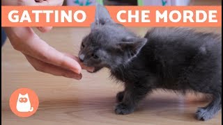 Gatto CUCCIOLO che morde cosa fare  EDUCARE un gattino [upl. by Idelle930]