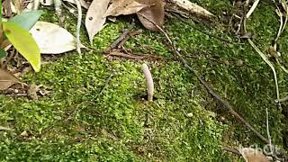 寄生キノコ 冬虫夏草 Ophiocordyceps sinensis Berkeley Saccardo 動物性きのこ 菌株 植物観察 Mushroom observation in Japan [upl. by Ahtinak]