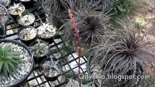 Dyckia Brittle Star F3 First Bloom in Thailand [upl. by Arreic923]