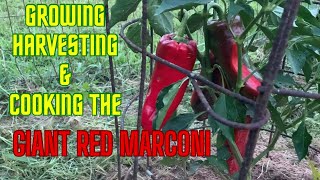 Growing Harvesting and Cooking the Giant Red Marconi Pepper [upl. by Eelarac]