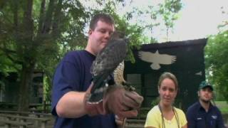 Birds of Prey at Penn State [upl. by Suciram]