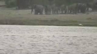 Crocodile attacks antelope chased into river by wild dogs [upl. by Lisetta378]