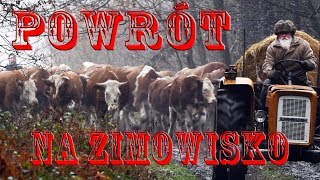 powrót na zimowisko [upl. by Anaibaf]