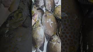 Sariwang Isda dailyvlog fish fishcatch shortsviral [upl. by Benco779]