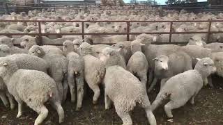 Landseer Park Seconds Merino Woolly Ewe Lambs [upl. by Kassie]