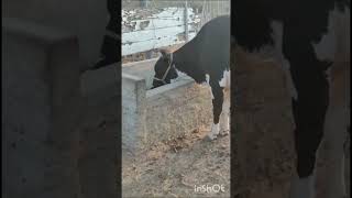 Zé Betio e você no rádio ☕🥛🐴🥾🍲🐤 vidanaroça [upl. by Enerol]